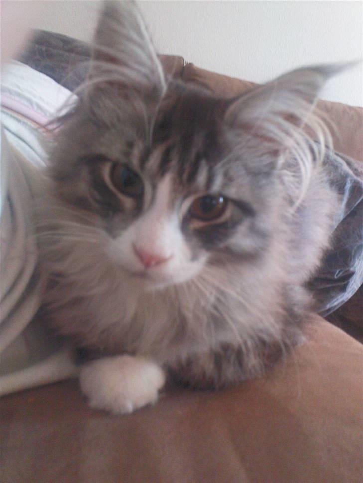 Maine Coon Anakin Skywalker billede 2