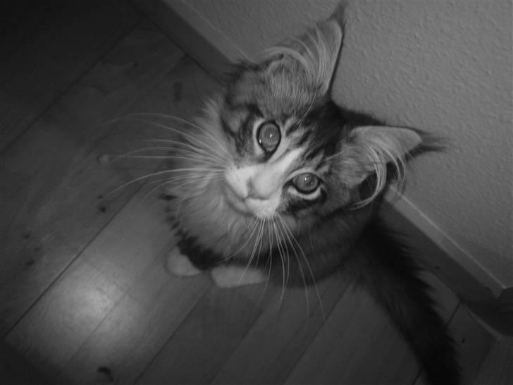 Maine Coon Anakin Skywalker billede 3