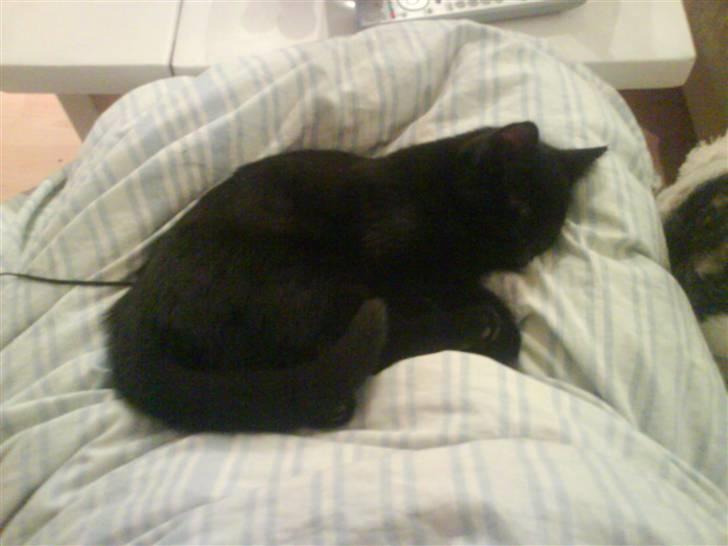 Blanding af racer DoRiT.. *VÆK*  Snøft.. - Putte, putte, putte.............. billede 5