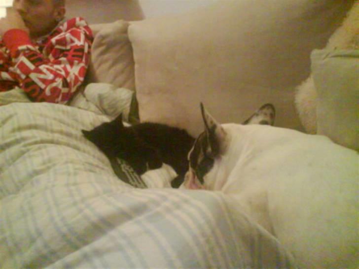 Blanding af racer DoRiT.. *VÆK*  Snøft.. - Okay, kan godt sove lidt med den dumme hund................ billede 6