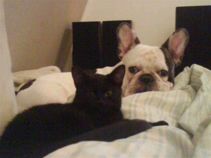 Blanding af racer DoRiT.. *VÆK*  Snøft.. - Orh.... Så pyt da, så putter vi sammen............. billede 7