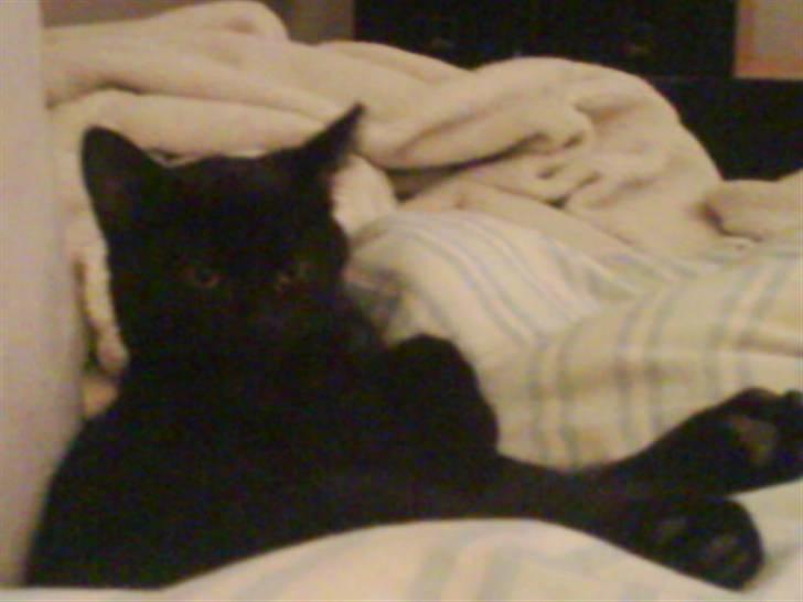 Blanding af racer DoRiT.. *VÆK*  Snøft.. - LÆKKER stilling.......... GAB............. billede 8