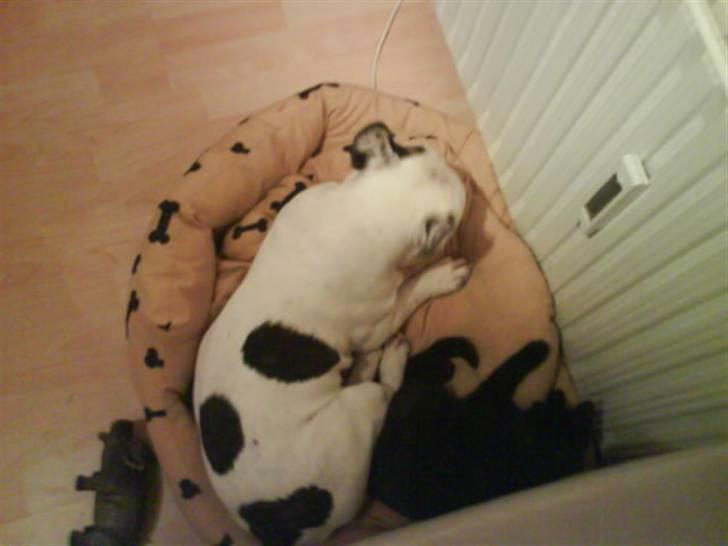 Blanding af racer DoRiT.. *VÆK*  Snøft.. - JEG VIL ligge her..... Jamen det VIL JEG OGSÅ............ Hmm......... billede 9