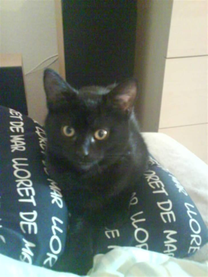 Blanding af racer DoRiT.. *VÆK*  Snøft.. - Store kønne øjne............ billede 10