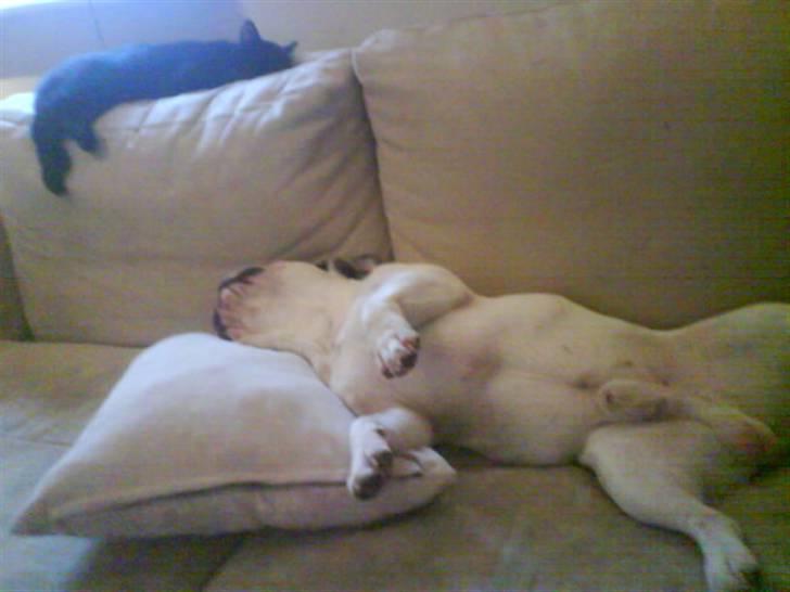 Blanding af racer DoRiT.. *VÆK*  Snøft.. - De fede må svede............. :D billede 11