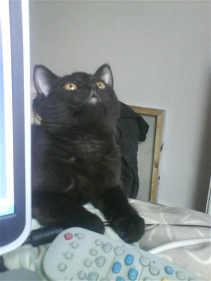 Blanding af racer DoRiT.. *VÆK*  Snøft.. - Hov.... Hvad var det...?? billede 12