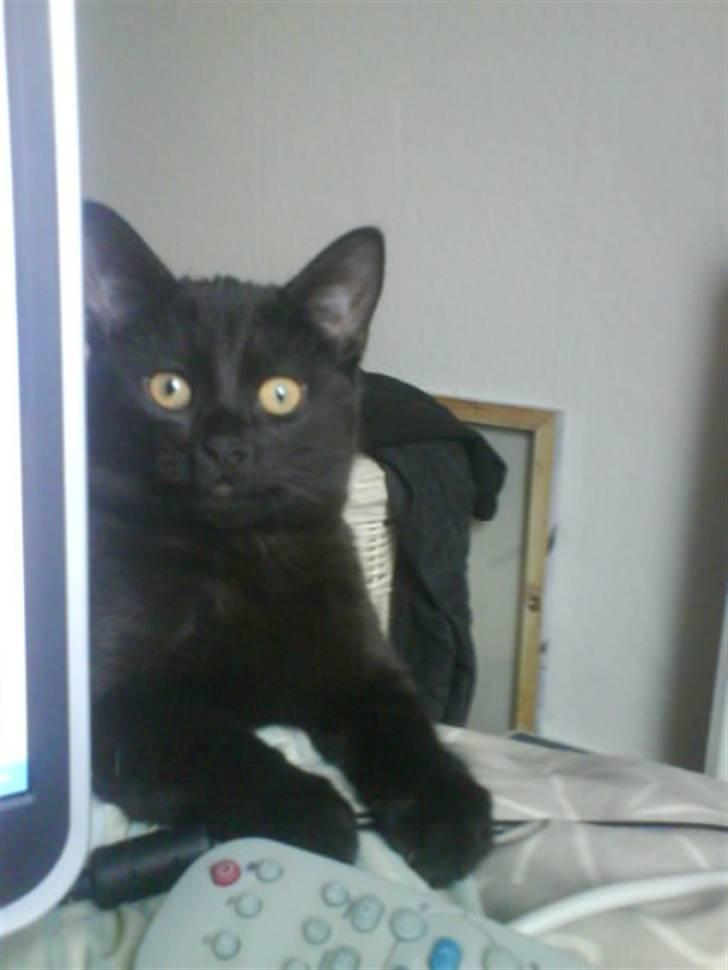 Blanding af racer DoRiT.. *VÆK*  Snøft.. - Skal du have en hånd, med det der computer-halløj mor??? billede 13