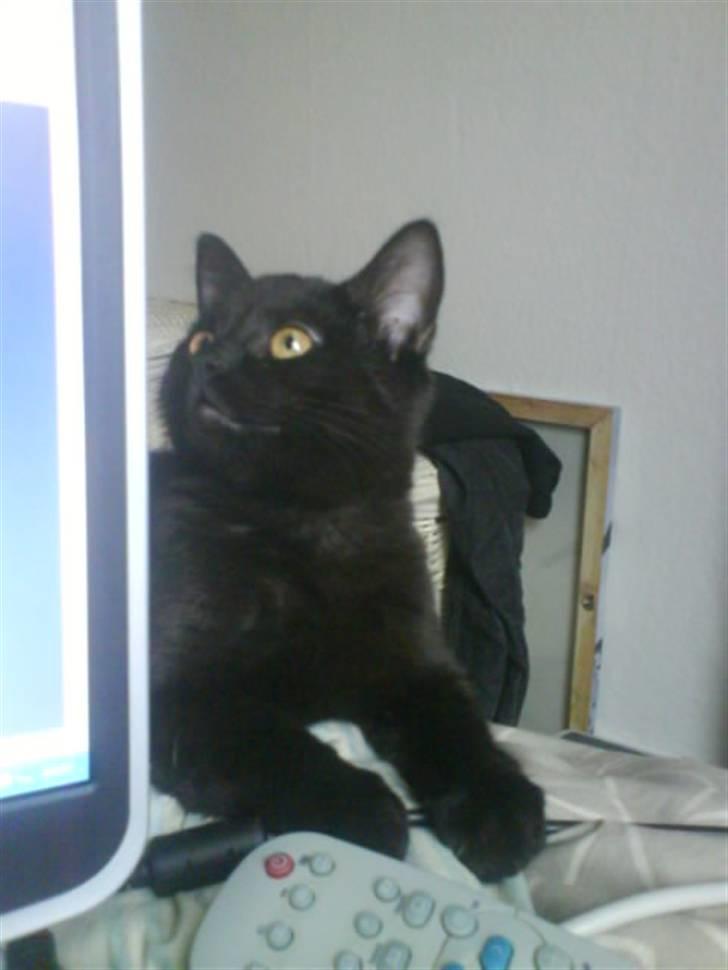 Blanding af racer DoRiT.. *VÆK*  Snøft.. - Hov... Der var også noget derovre......... billede 14