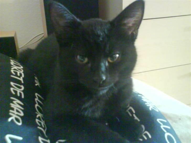 Blanding af racer DoRiT.. *VÆK*  Snøft.. - MOARS LILLE LABAN.........!!!! billede 15