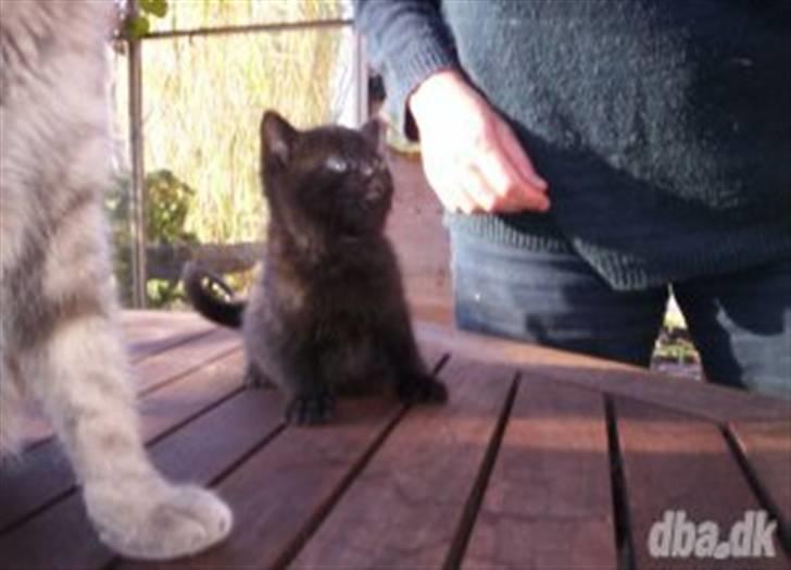 Blanding af racer DoRiT.. *VÆK*  Snøft.. - Her er hun som lille bitte pjusket killing............. billede 16