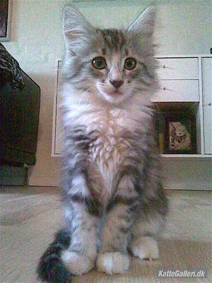 Norsk Skovkat Kastbjerg's Zaniah - 21.02.2008 billede 1