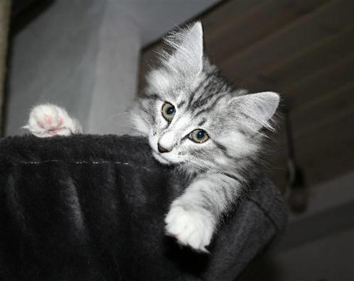 Norsk Skovkat Kastbjerg's Zaniah - 21.02.2008 billede 2