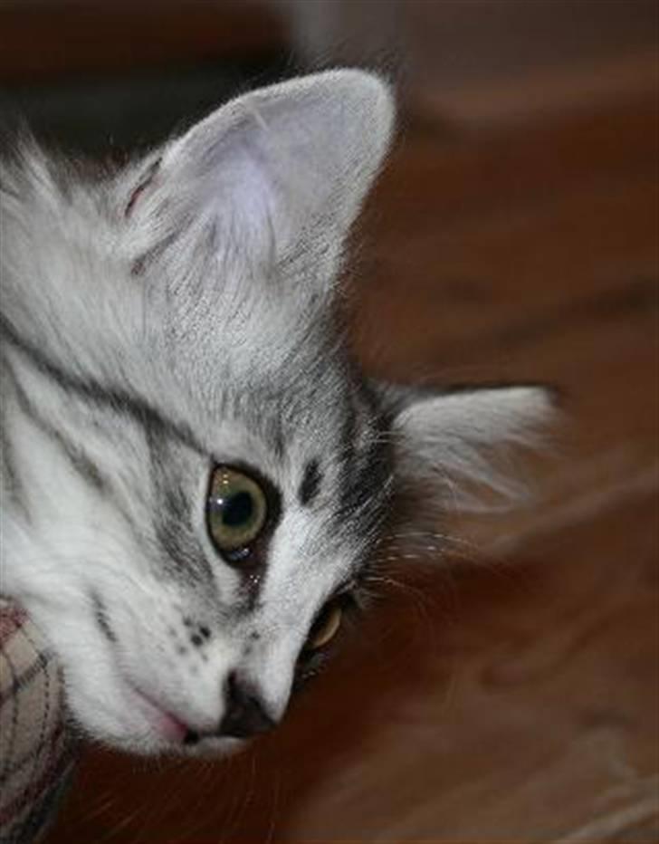 Norsk Skovkat Kastbjerg's Zaniah - 21.02.2008 billede 3