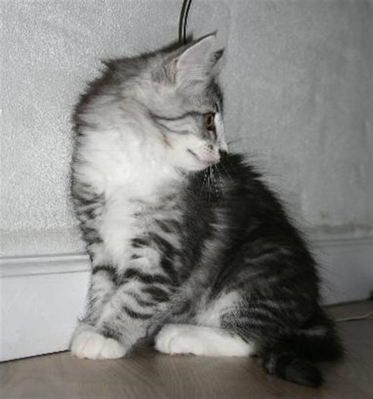 Norsk Skovkat Kastbjerg's Zaniah - 21.02.2008 billede 4