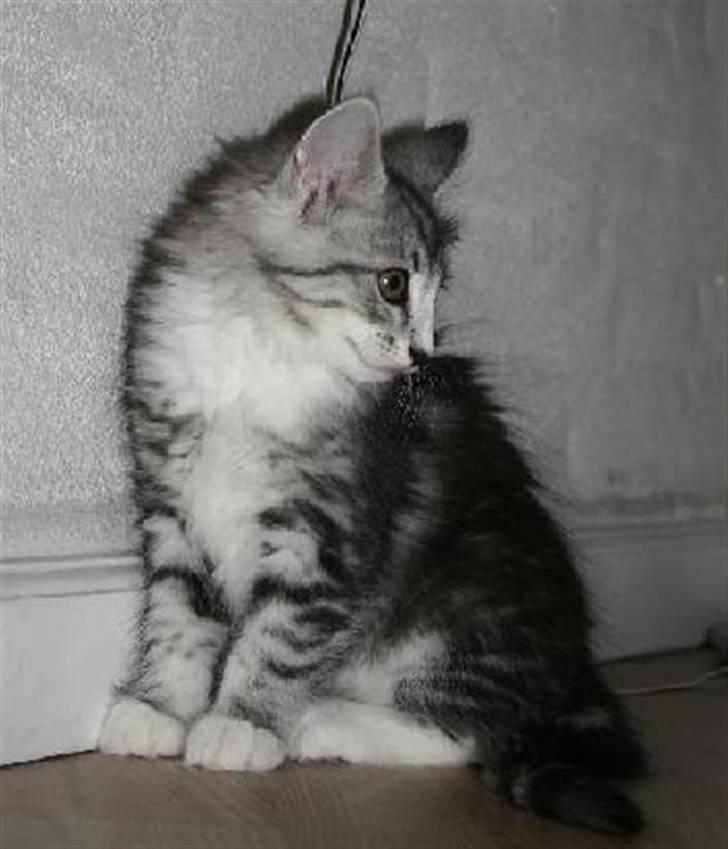 Norsk Skovkat Kastbjerg's Zaniah - 21.02.2008 billede 5