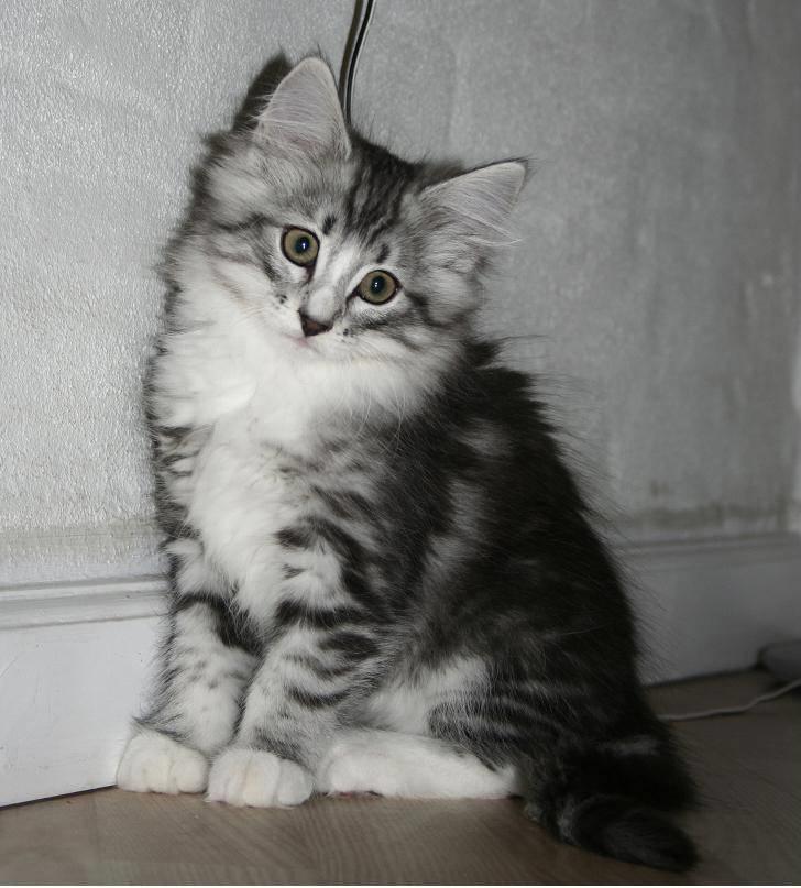 Norsk Skovkat Kastbjerg's Zaniah - 21.02.2008 billede 6