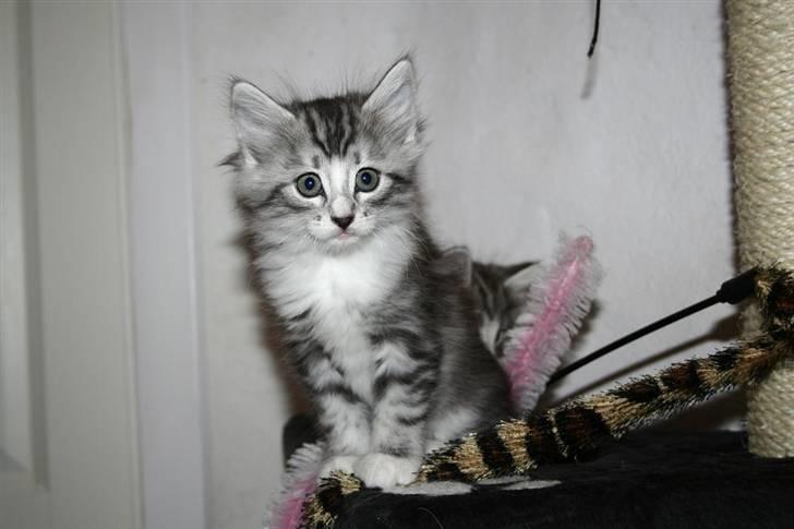 Norsk Skovkat Kastbjerg's Zaniah billede 7