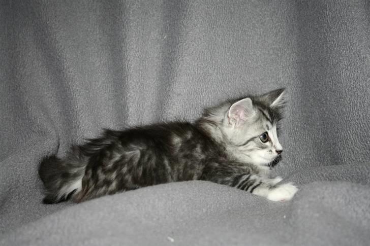 Norsk Skovkat Kastbjerg's Zaniah billede 8