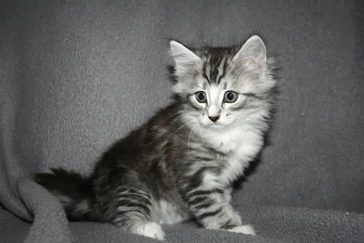 Norsk Skovkat Kastbjerg's Zaniah billede 9