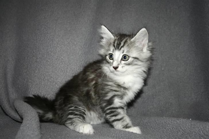 Norsk Skovkat Kastbjerg's Zaniah billede 10