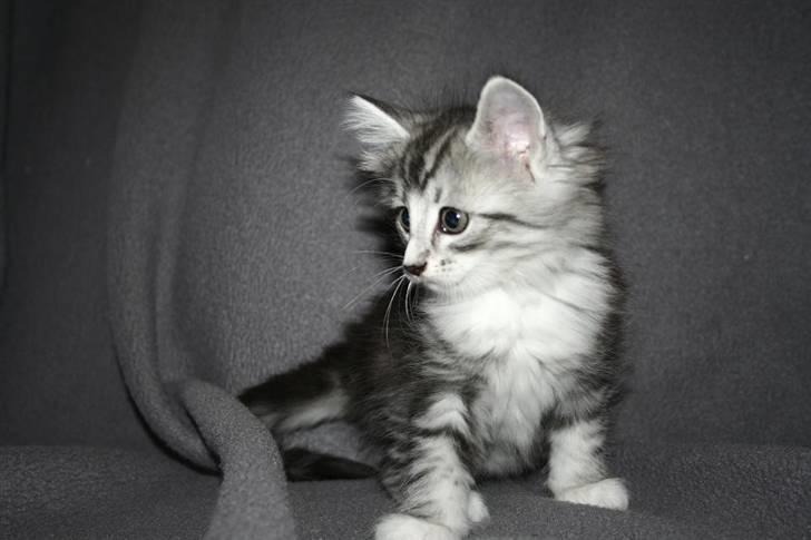 Norsk Skovkat Kastbjerg's Zaniah billede 11