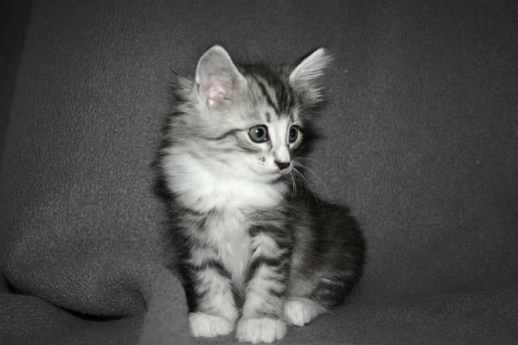 Norsk Skovkat Kastbjerg's Zaniah billede 12