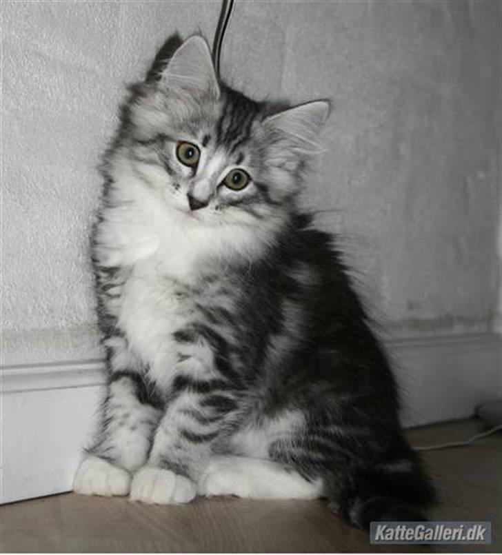 Norsk Skovkat Kastbjerg's Zaniah - 21.02.2008 billede 13