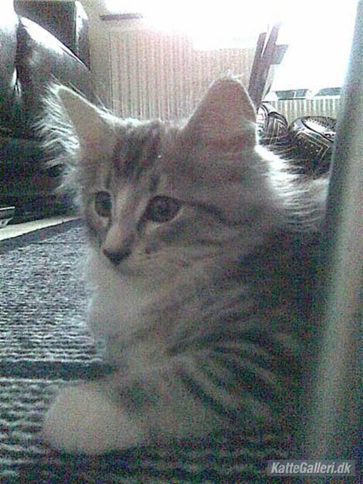 Norsk Skovkat Kastbjerg's Zaniah - 21.02.2008 billede 14