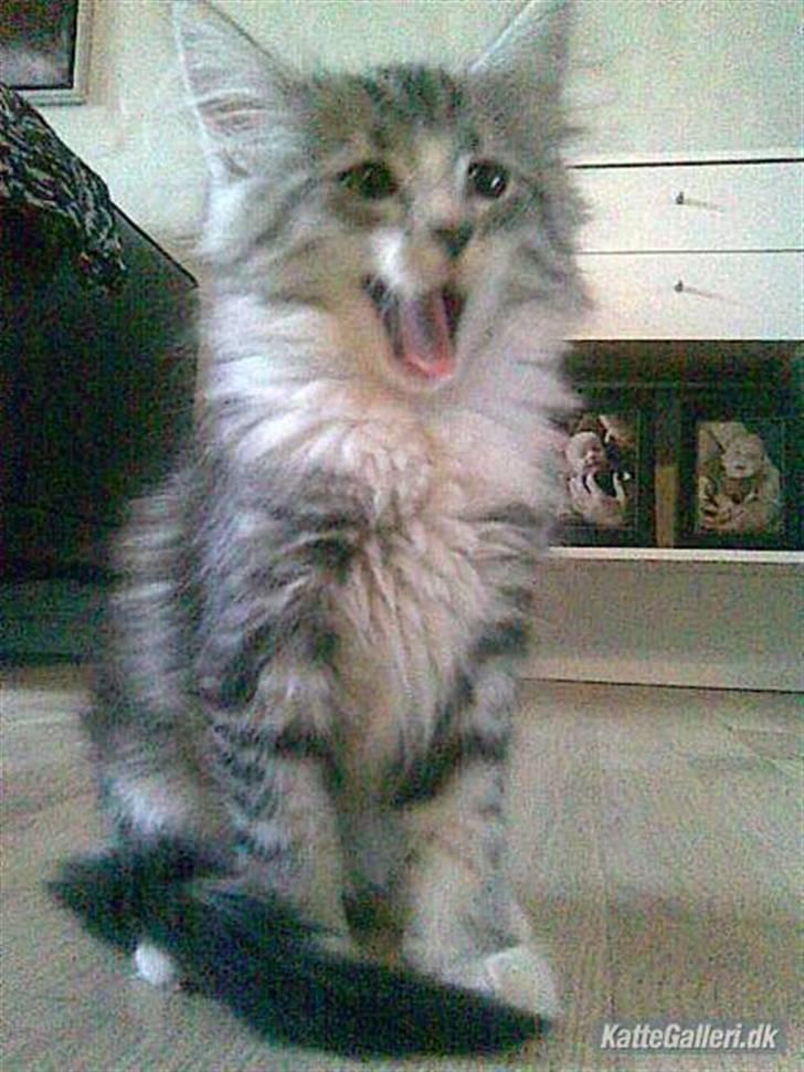 Norsk Skovkat Kastbjerg's Zaniah - 21.02.2008 billede 16