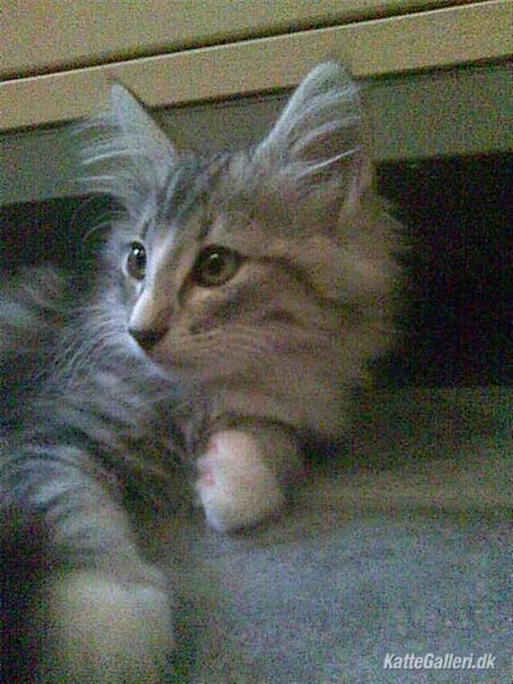 Norsk Skovkat Kastbjerg's Zaniah - 21.02.2008 billede 17