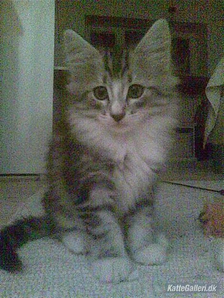 Norsk Skovkat Kastbjerg's Zaniah - 21.02.2008 billede 18