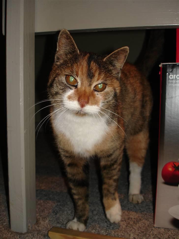 Huskat Missemor billede 1