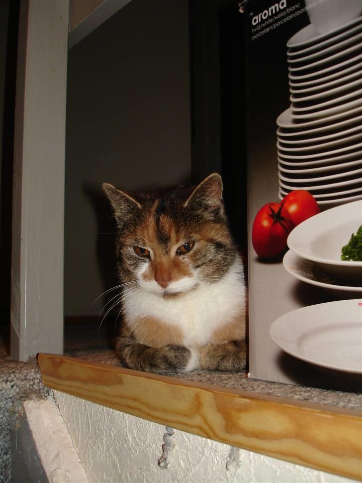 Huskat Missemor billede 2