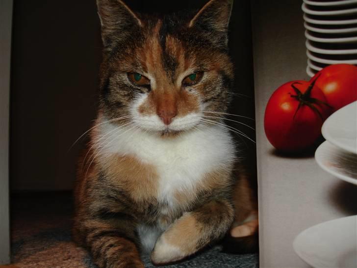 Huskat Missemor billede 3