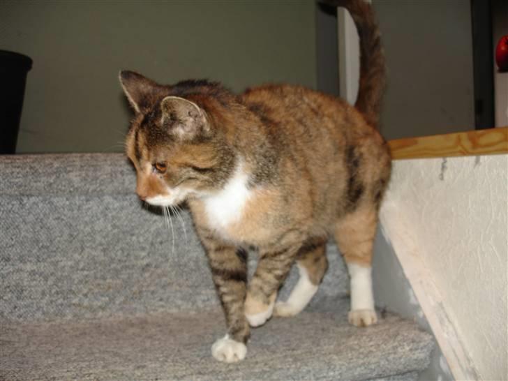 Huskat Missemor billede 4