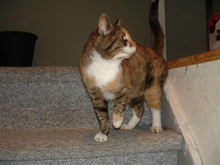 Huskat Missemor billede 5