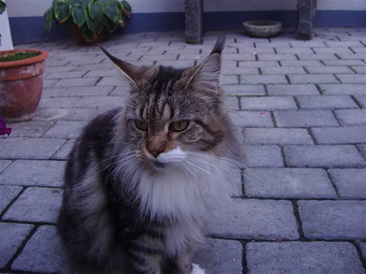 Maine Coon  Olmocabe's Chelonia    billede 13