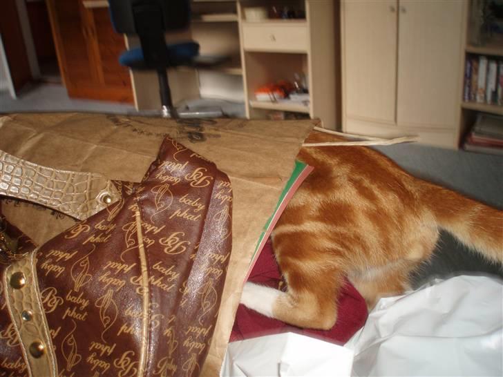 Blanding af racer Aduro - Leger i en pose .. billede 14