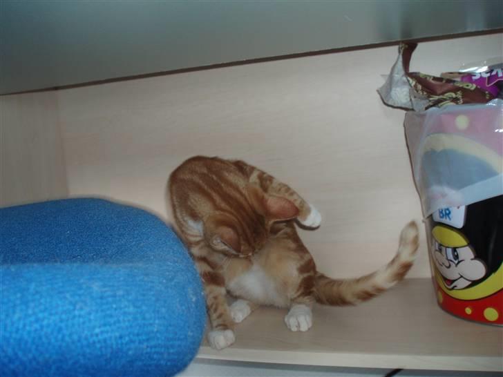 Blanding af racer Aduro - Aduro <3 billede 15