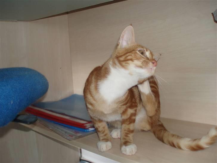 Blanding af racer Aduro - Det klør! billede 16