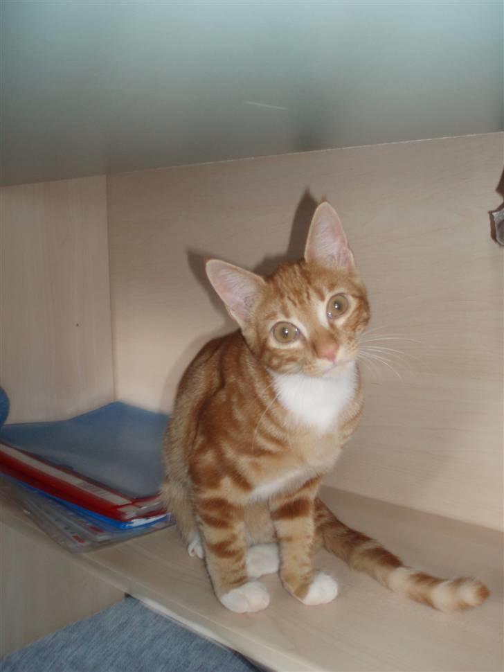 Blanding af racer Aduro - Haløjsa ! billede 17