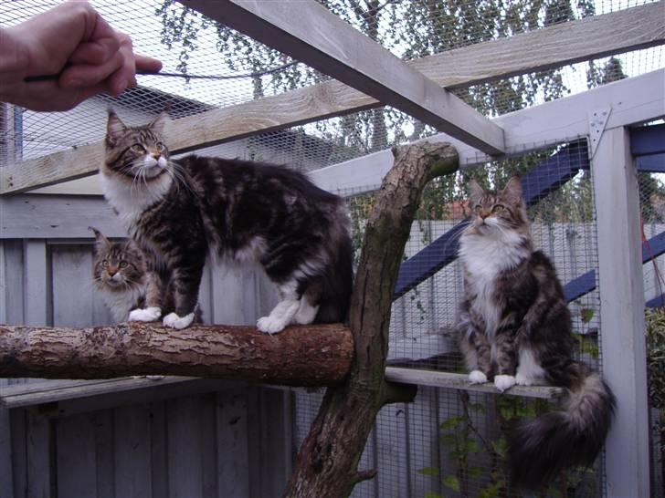 Maine Coon  Olmocabe's Chelonia    - Chelonia med søn og datter, Heaven og Sky. billede 14