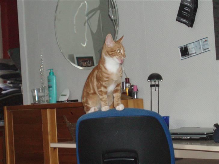 Blanding af racer Aduro - Skøre mis .. billede 18