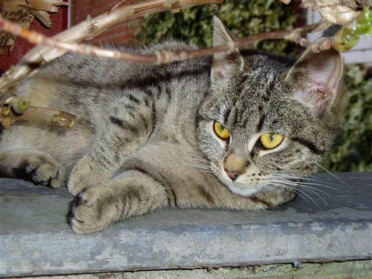 Huskat Otto - Velkommen til <--- Ottos profil :) Zzz..  billede 1