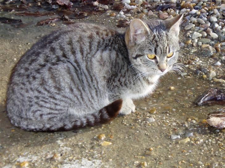 Huskat Otto - Min smukke kat :) billede 2