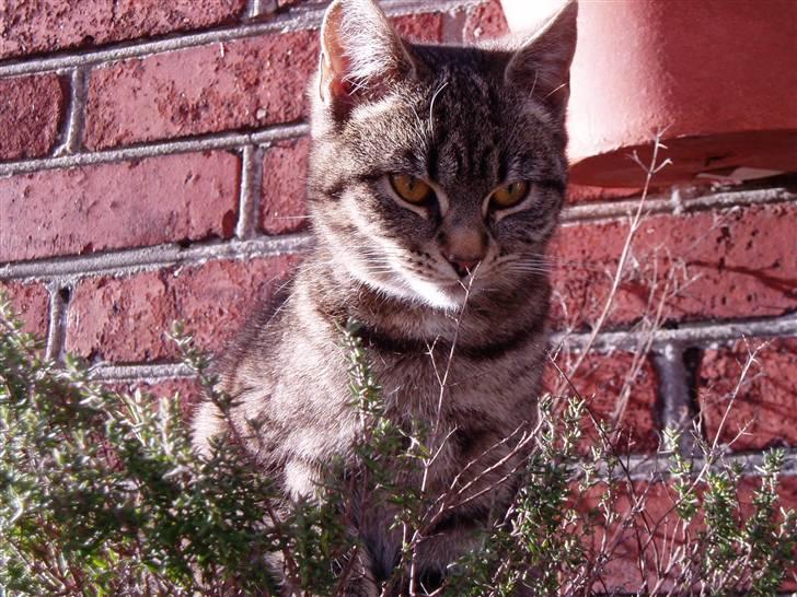 Huskat Otto - Krukker er da ikke til at sove i.. eller er de?.. billede 3