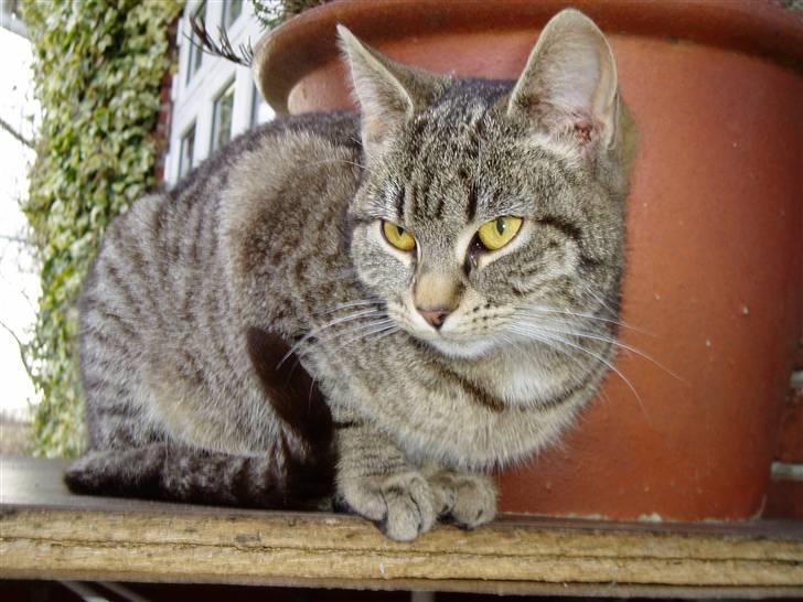 Huskat Otto - smuk ikke? :o) billede 4