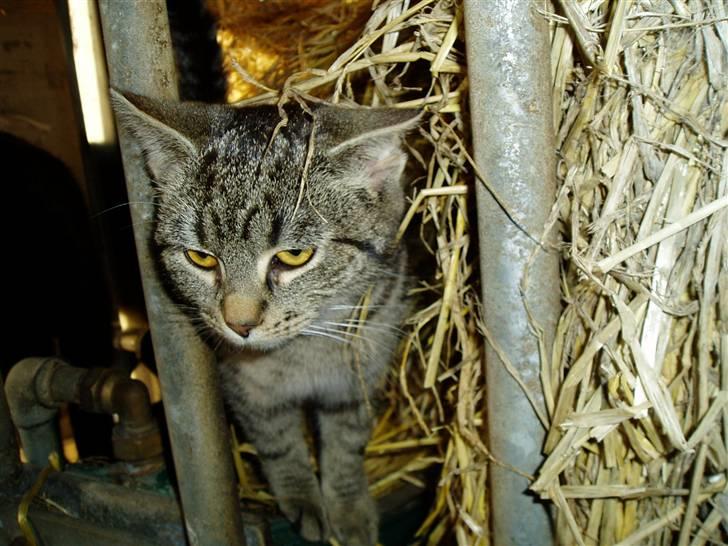 Huskat Otto - kukkelu.. billede 5