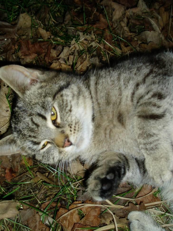 Huskat Otto - argh.. det er nu dejligt med alle de blade :) billede 6