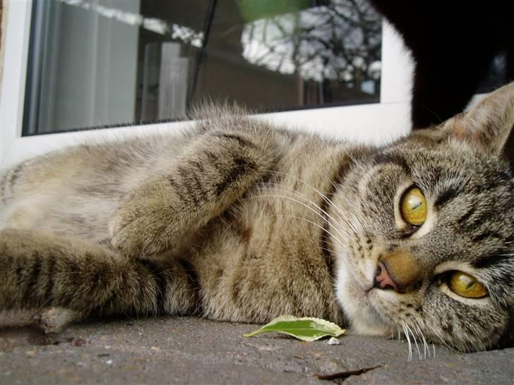 Huskat Otto - Dejligt forårs billede :) billede 7